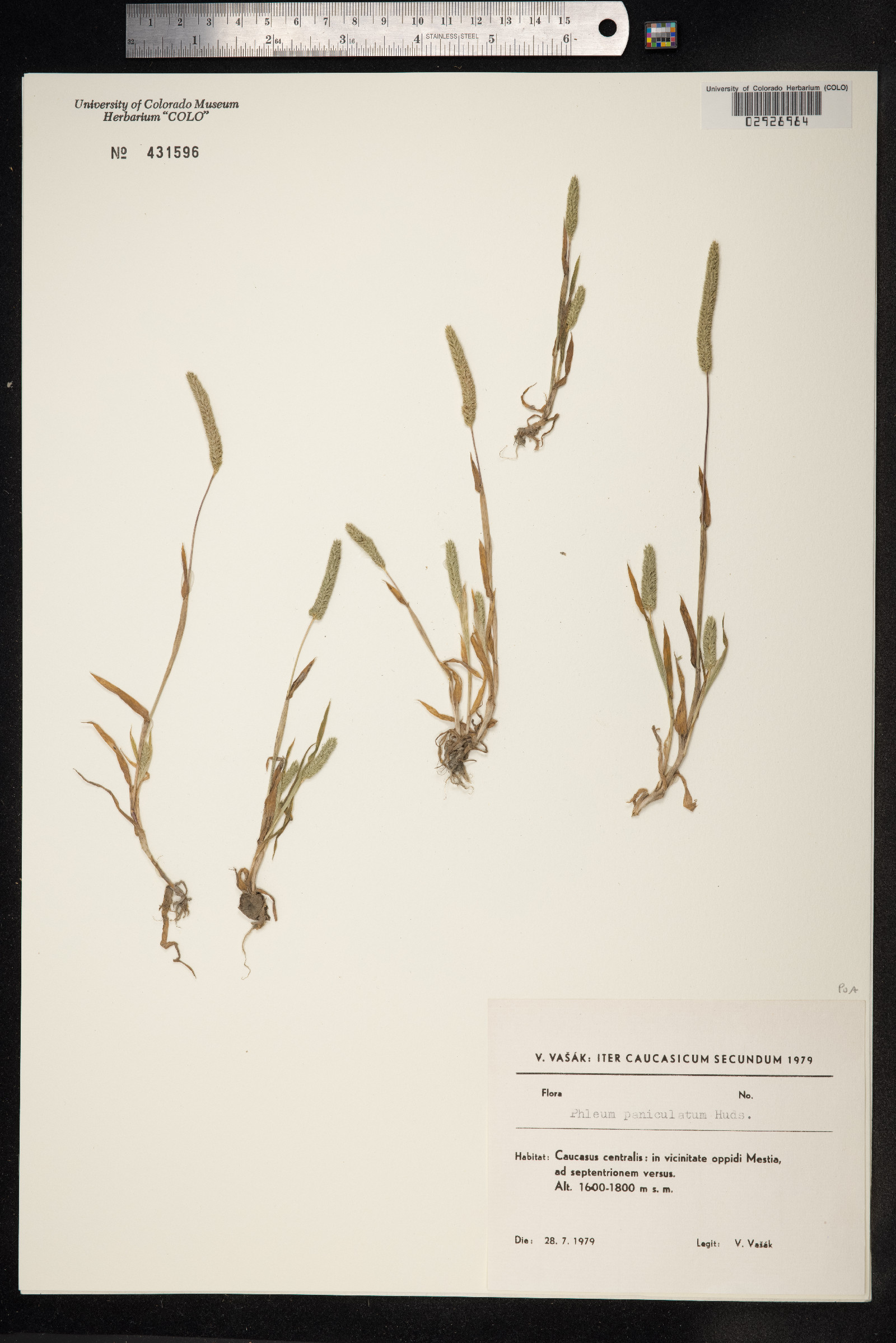 Phleum paniculatum image