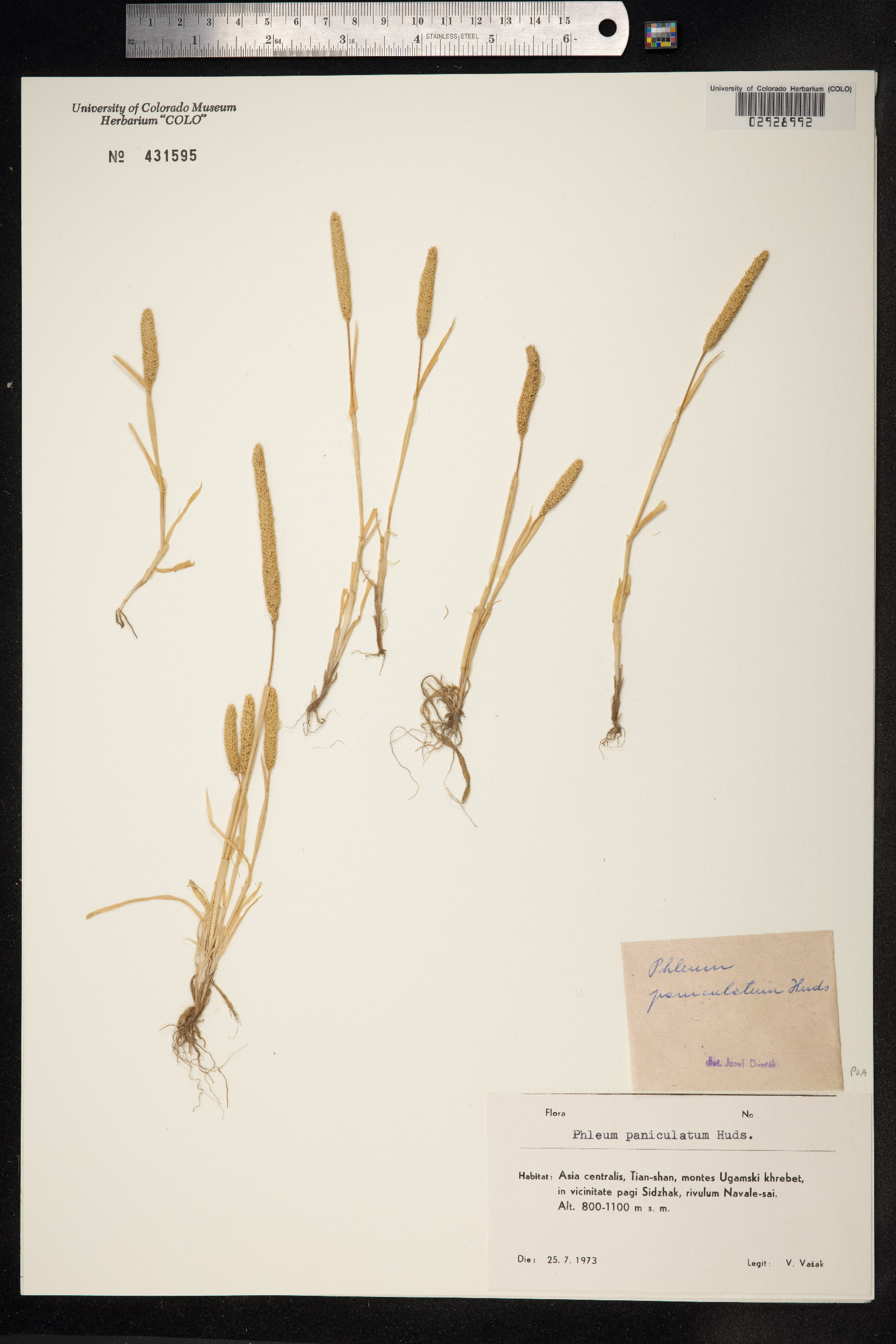 Phleum paniculatum image