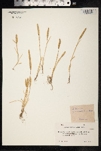 Phleum paniculatum image