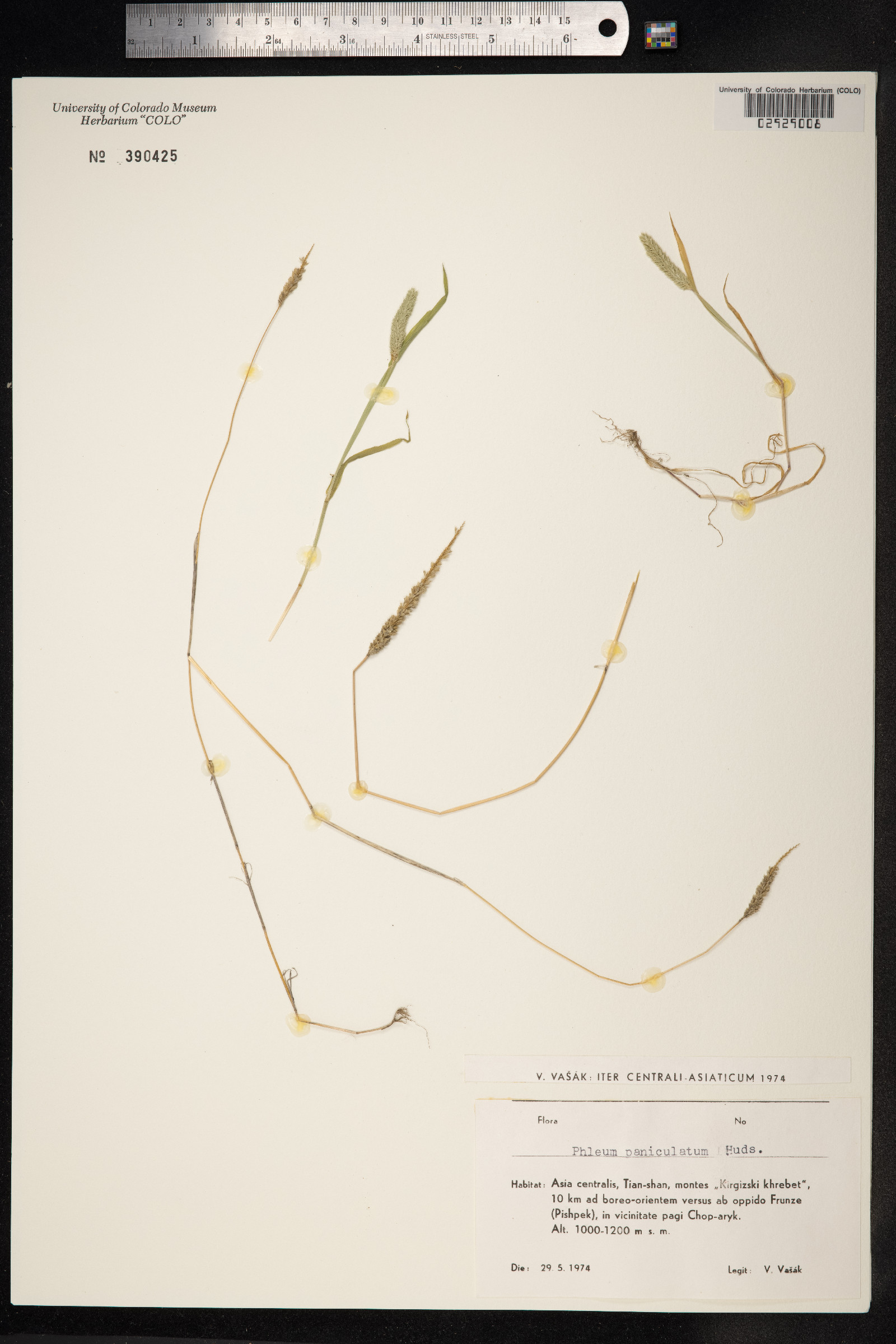 Phleum paniculatum image
