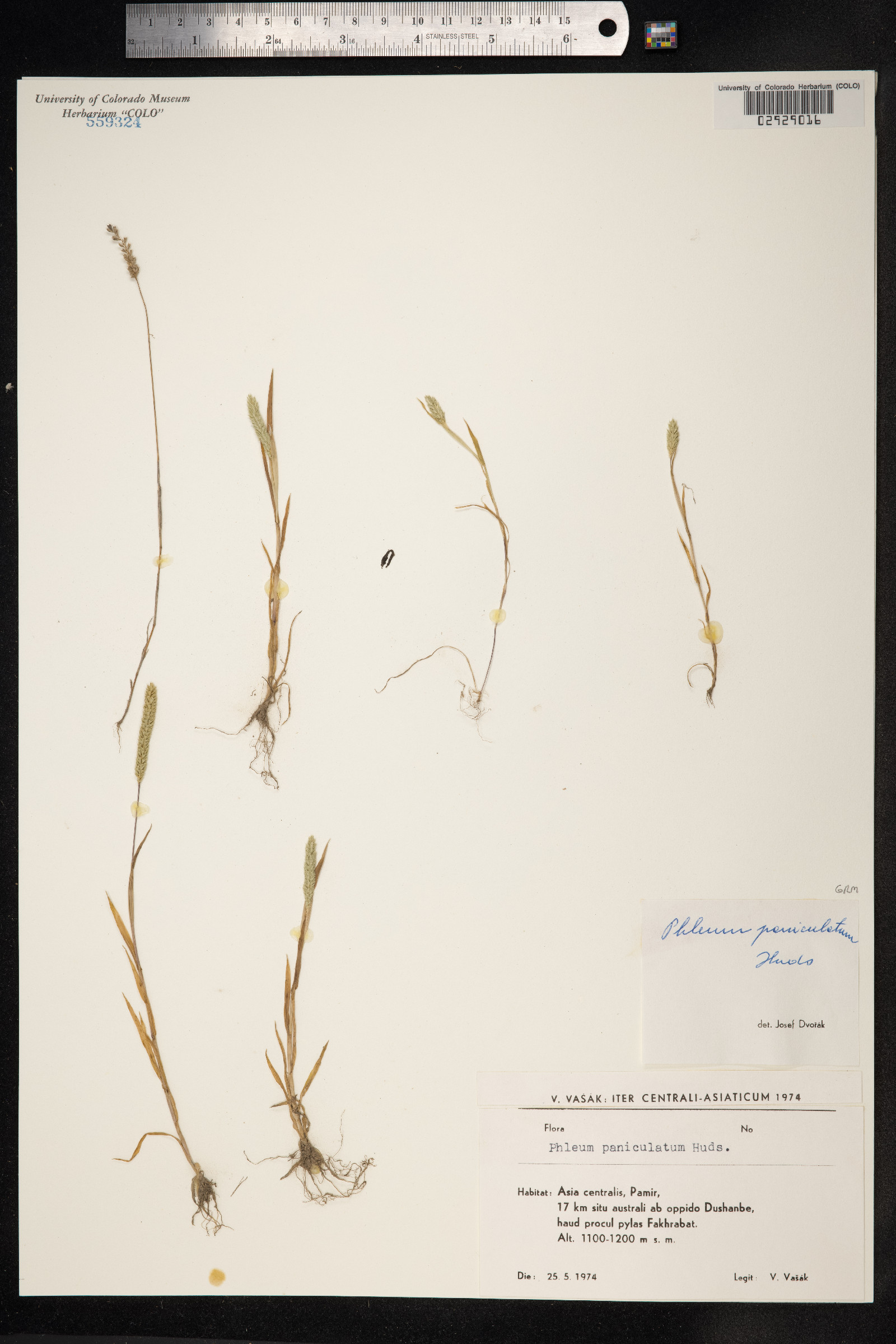 Phleum paniculatum image