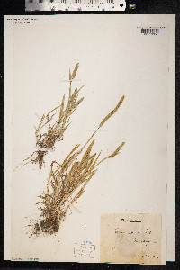 Phleum paniculatum image
