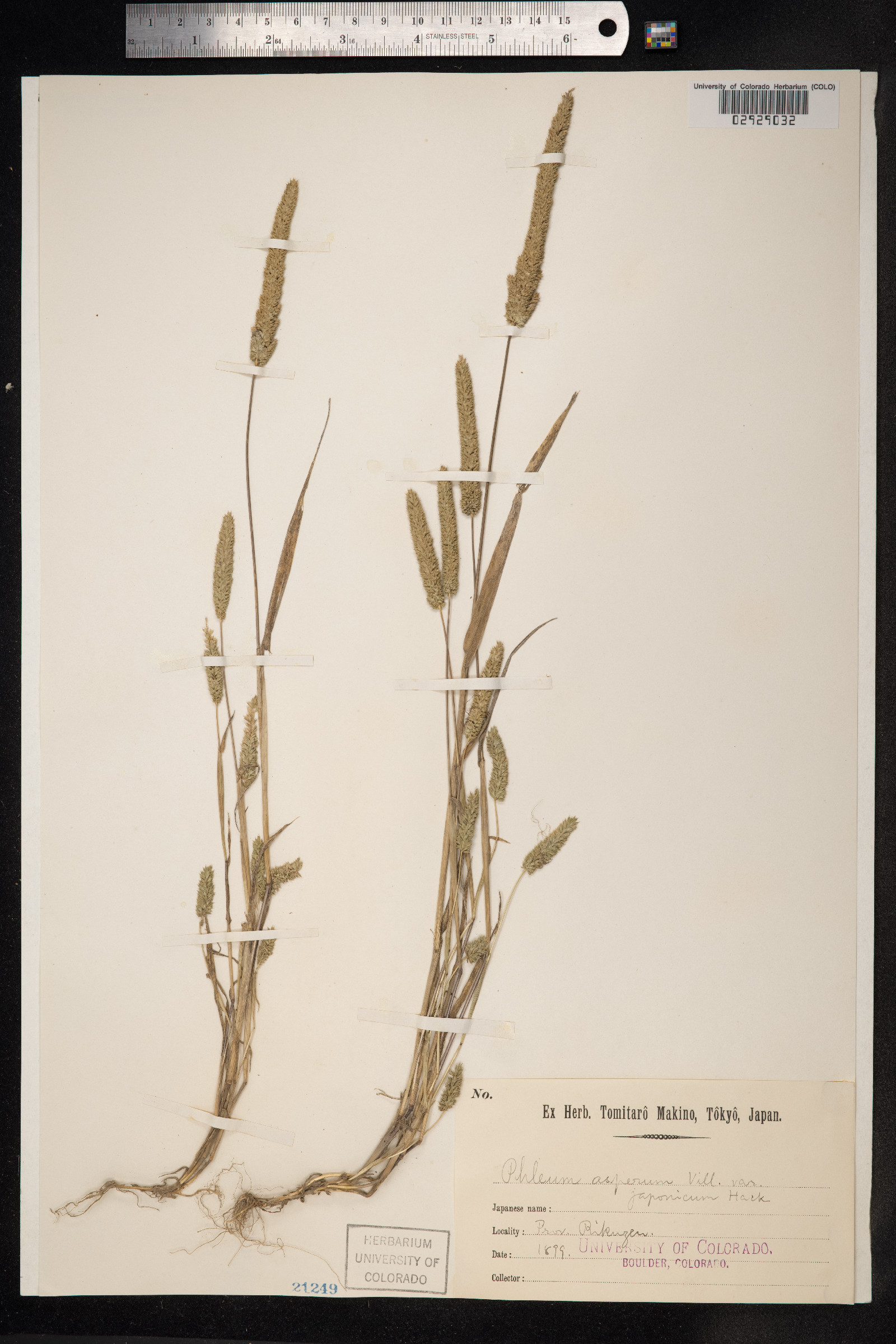 Phleum paniculatum image