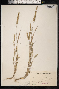 Phleum paniculatum image