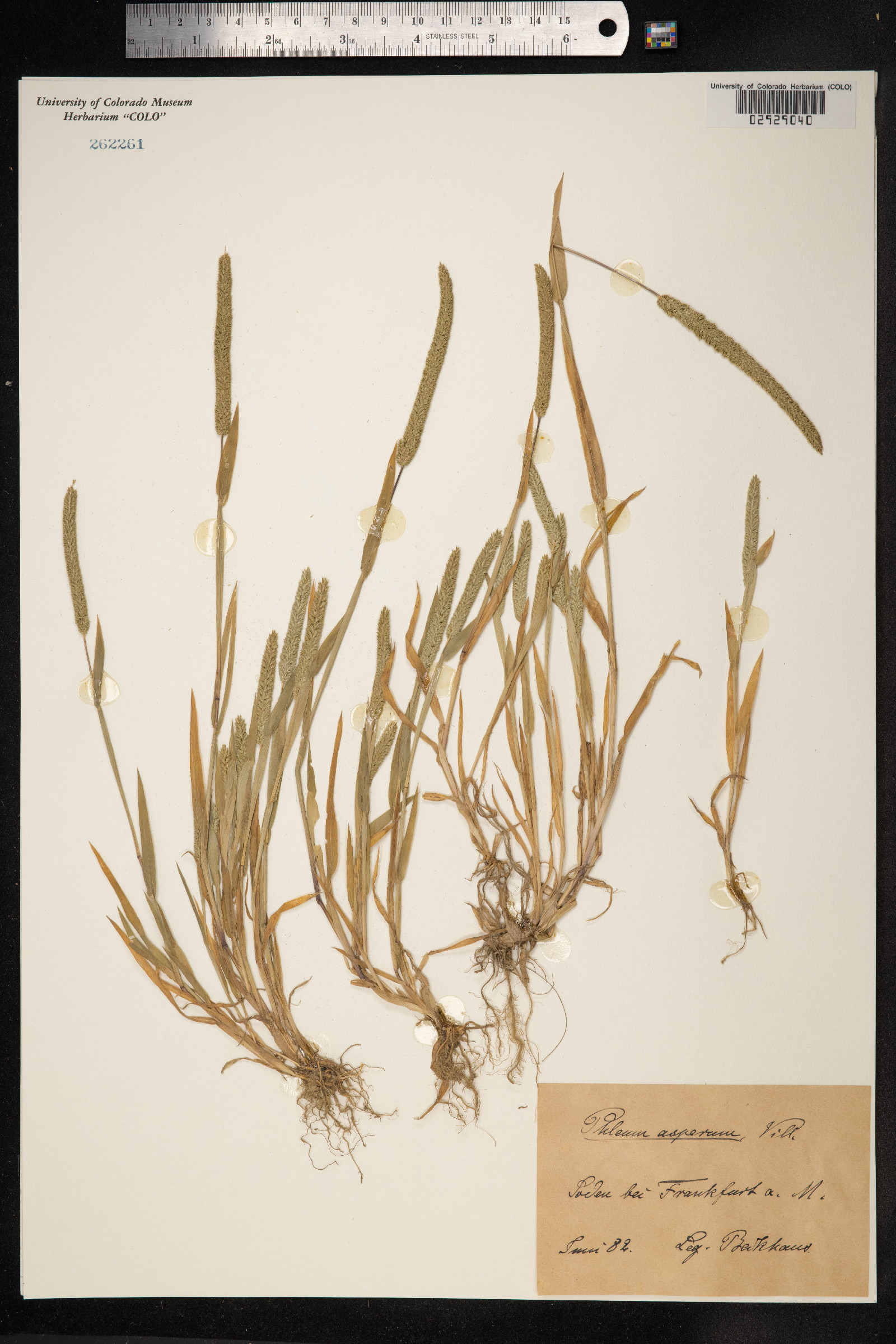 Phleum paniculatum image