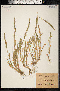 Phleum paniculatum image
