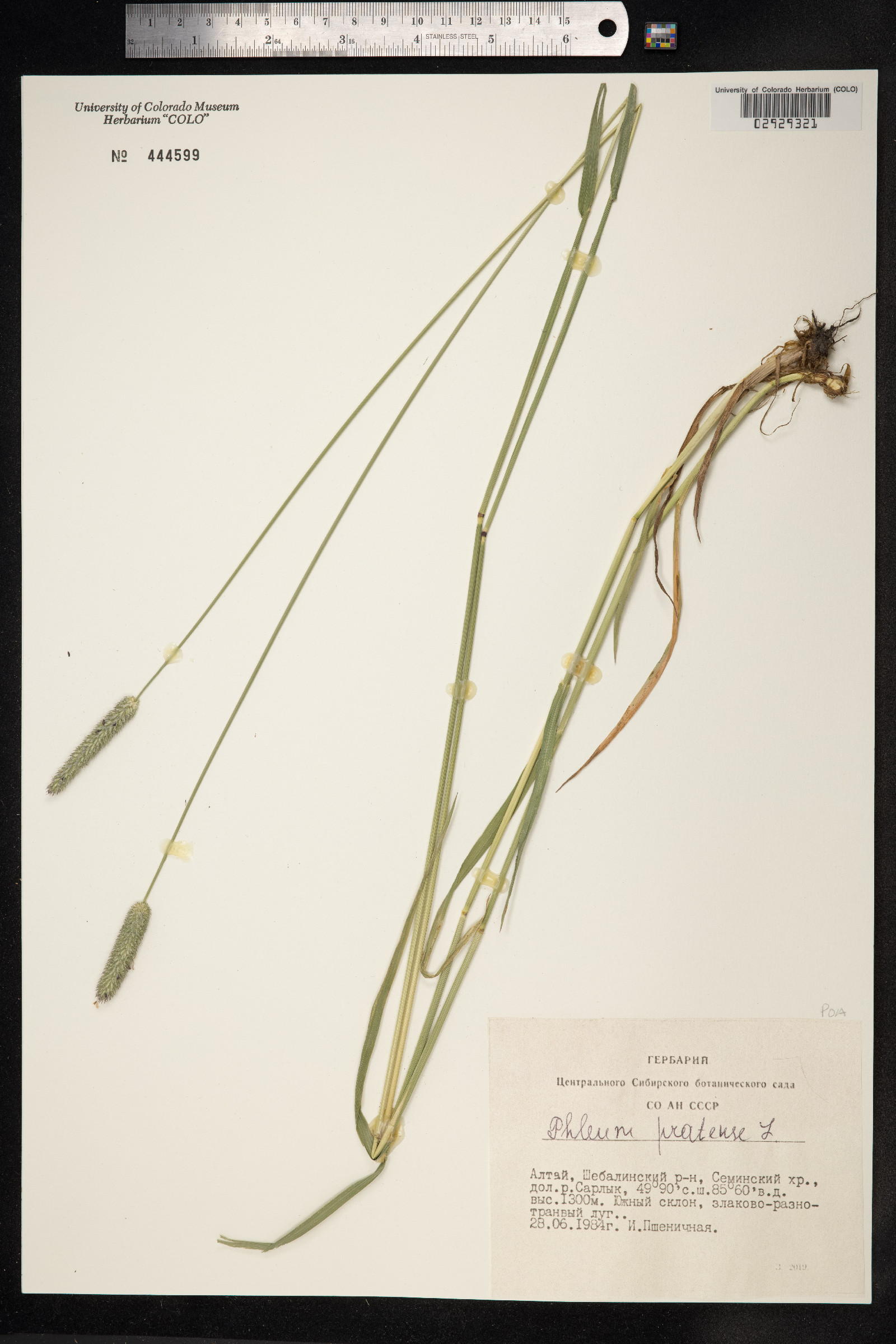 Phleum pratense image