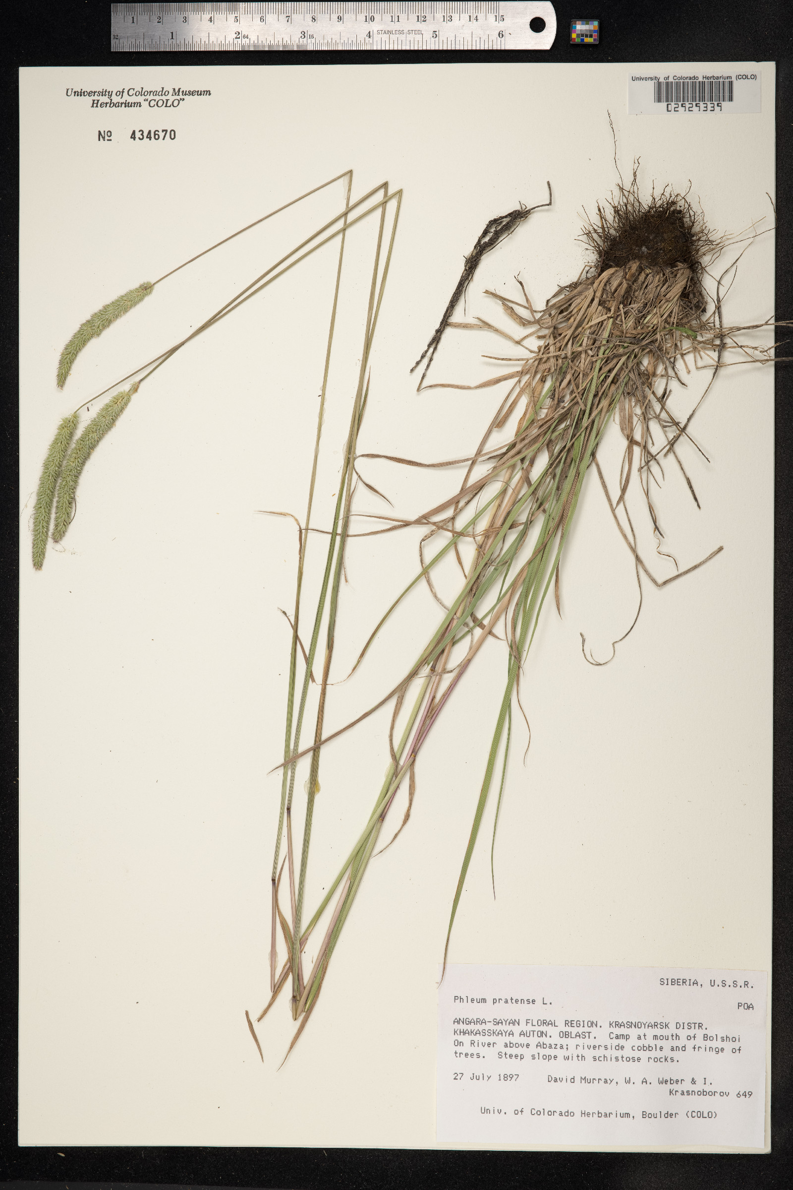 Phleum pratense image
