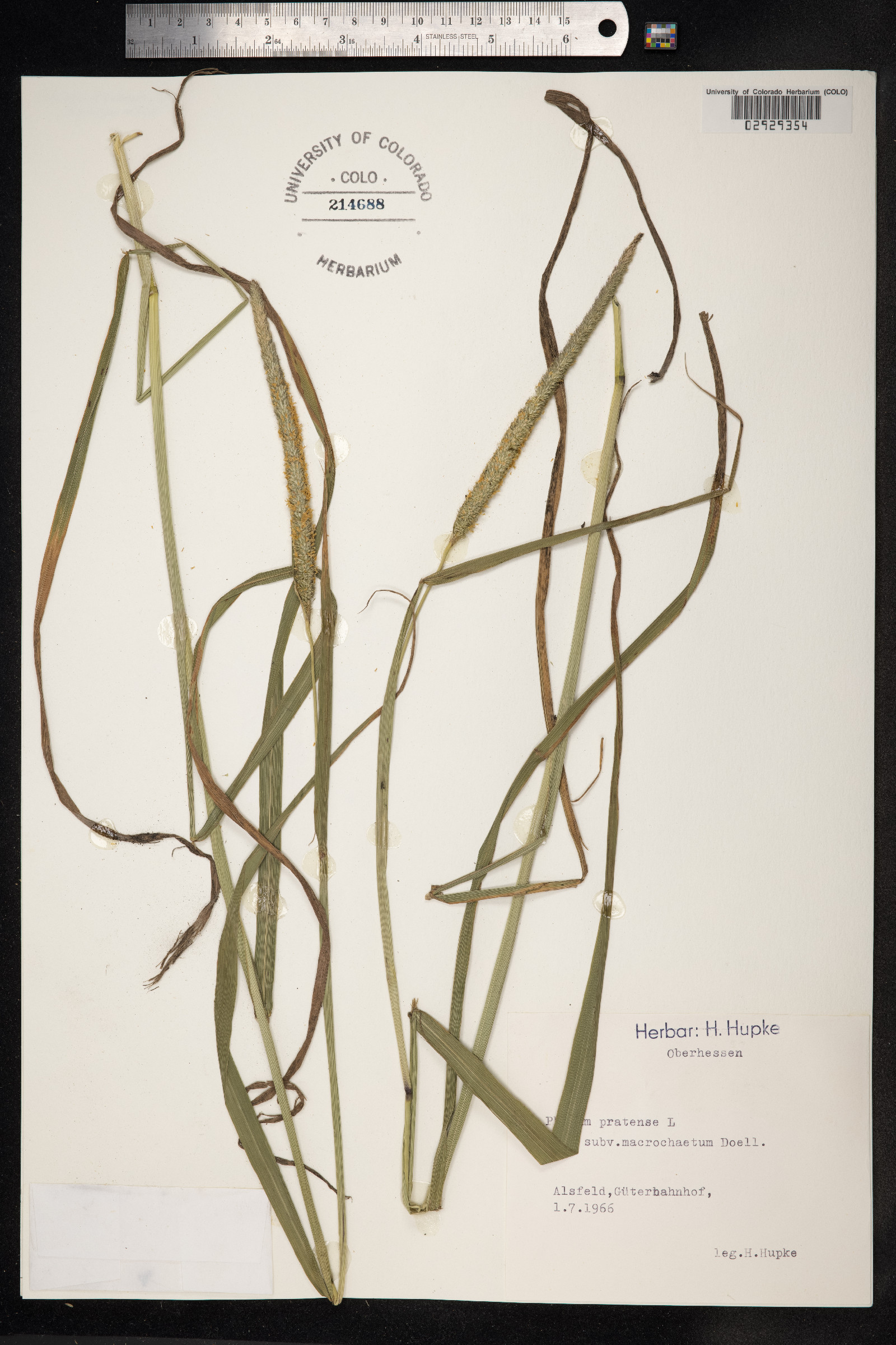 Phleum pratense image
