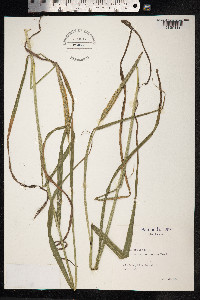 Phleum pratense image