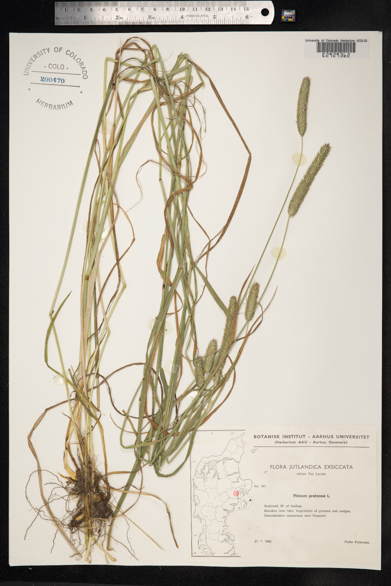 Phleum image