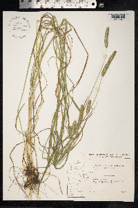 Phleum pratense image