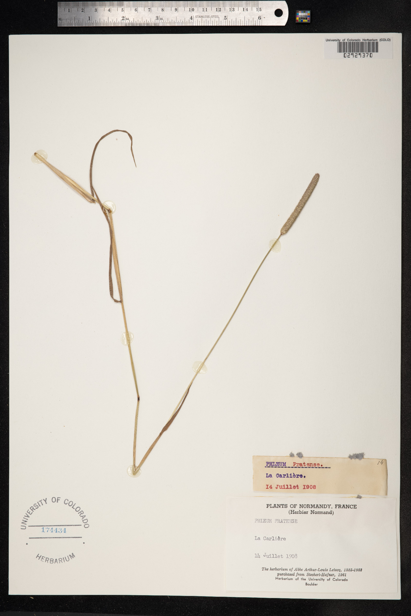 Phleum pratense image