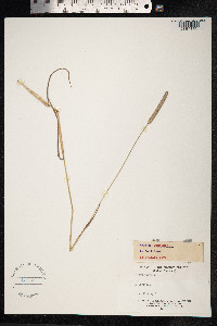 Phleum pratense image