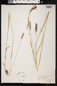 Phleum pratense image