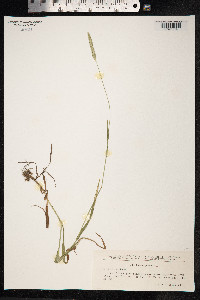 Phleum pratense image