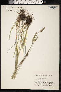 Phleum pratense image