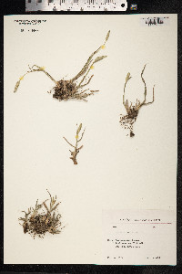Phleum pratense image