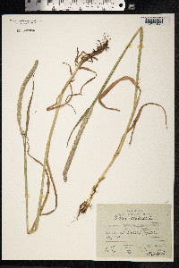 Phleum pratense image