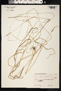 Phleum pratense image