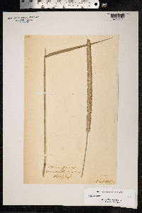 Phleum pratense image