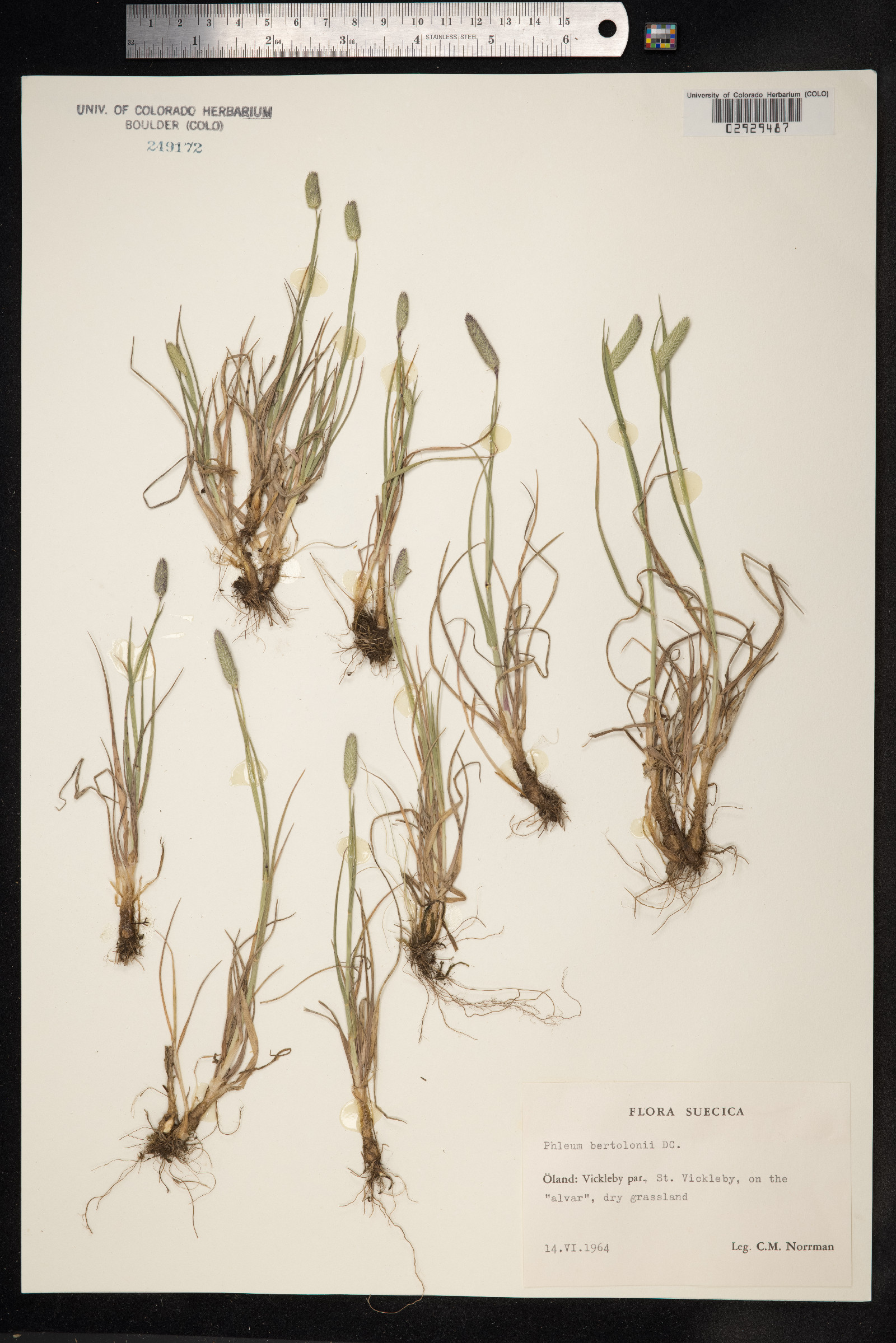 Phleum pratense ssp. bertolonii image
