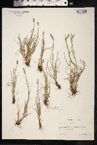 Phleum pratense image