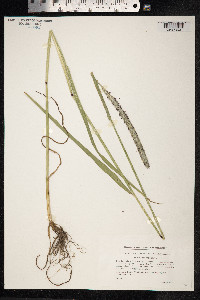 Phleum pratense image