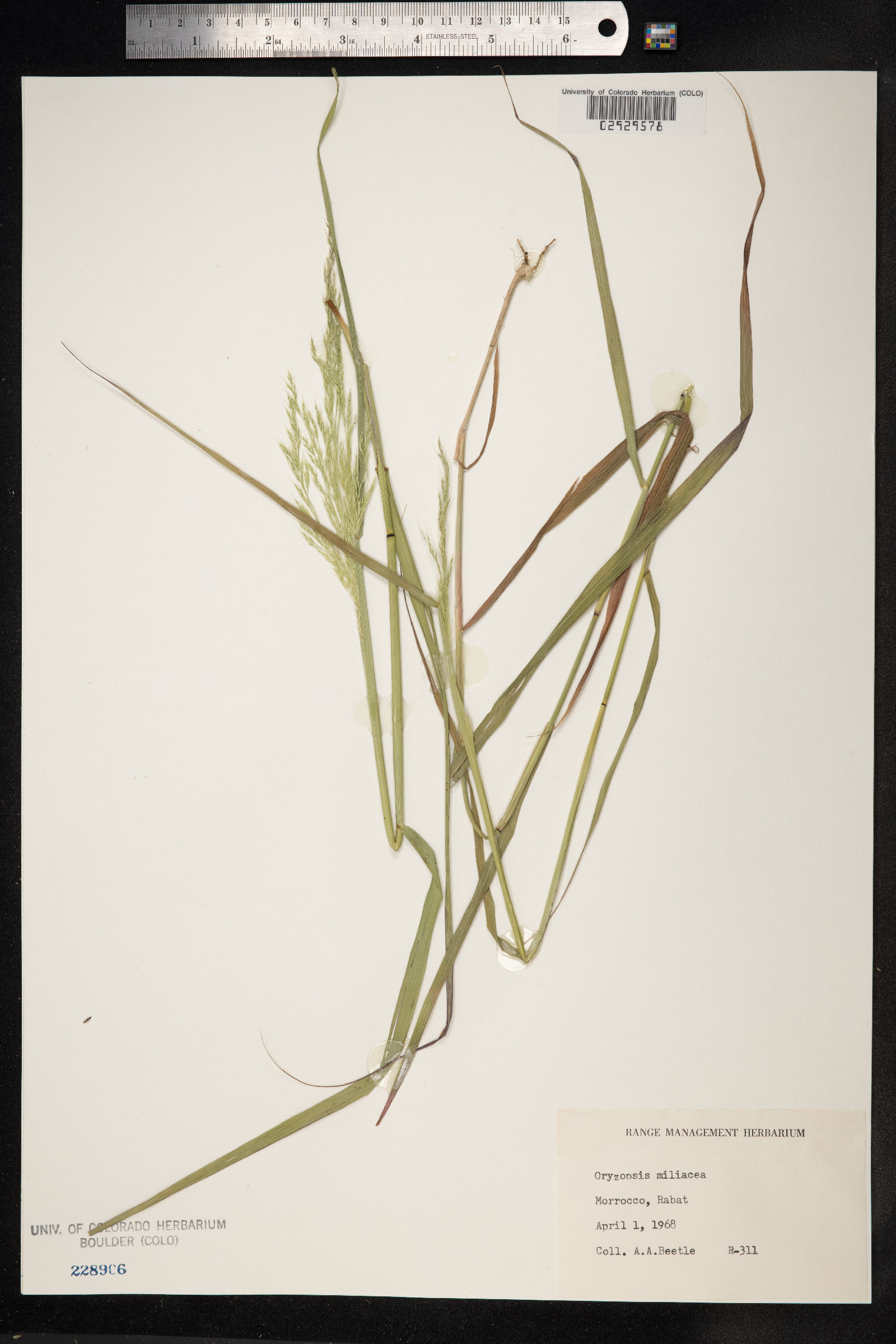 Piptatherum miliaceum image
