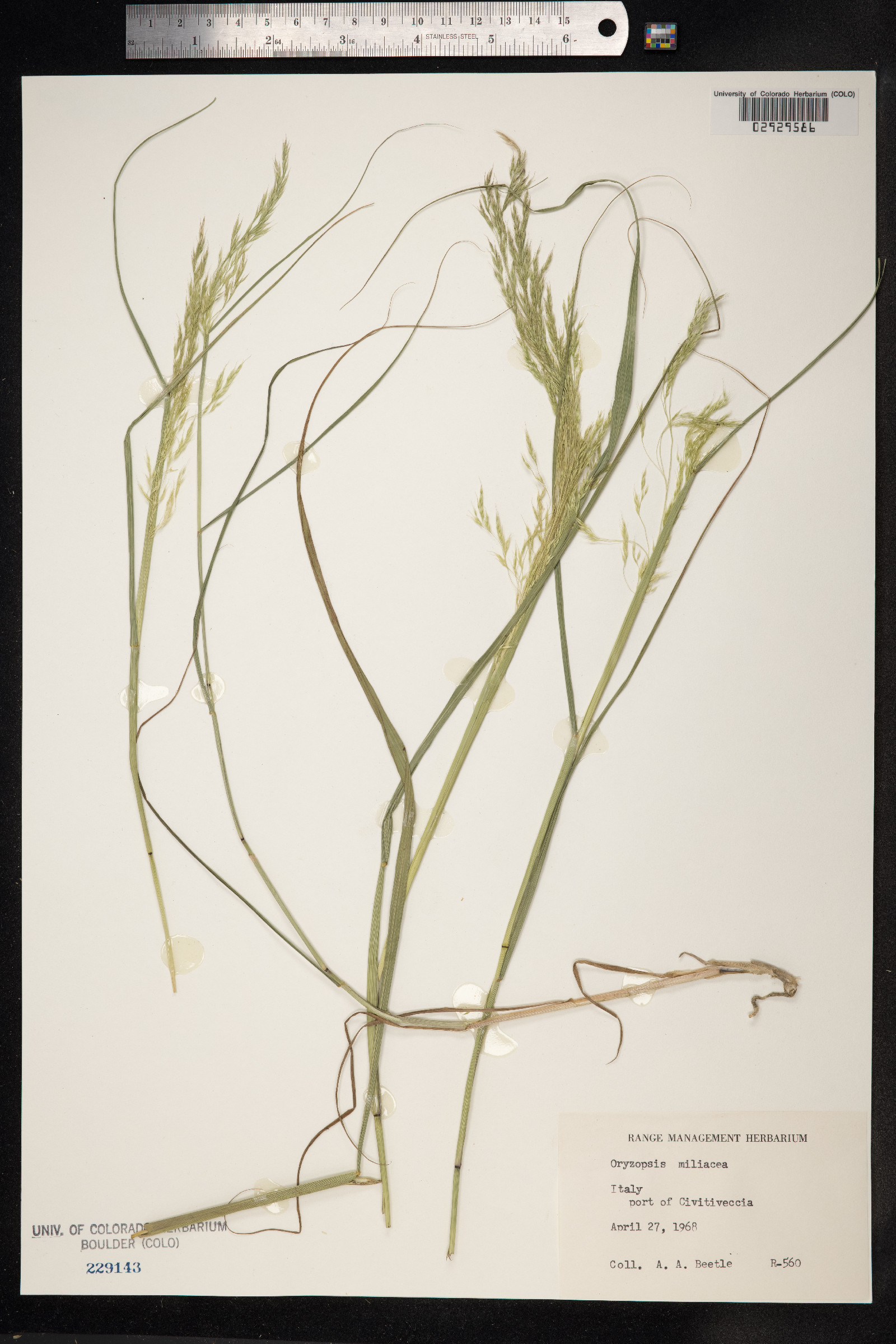 Piptatherum miliaceum image
