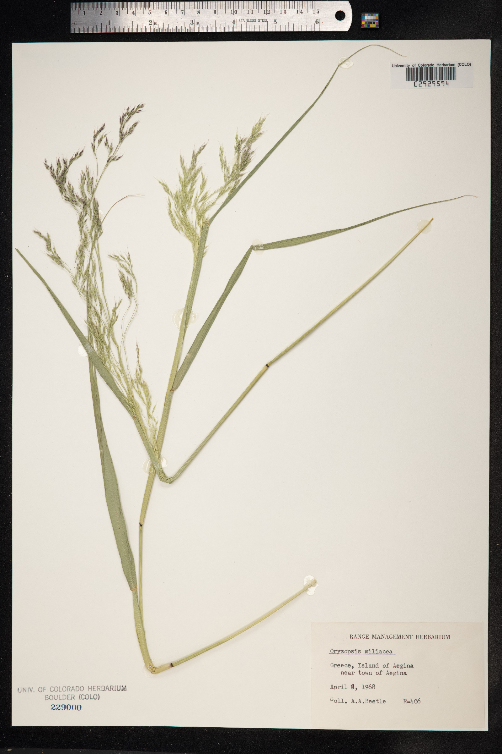 Piptatherum miliaceum image