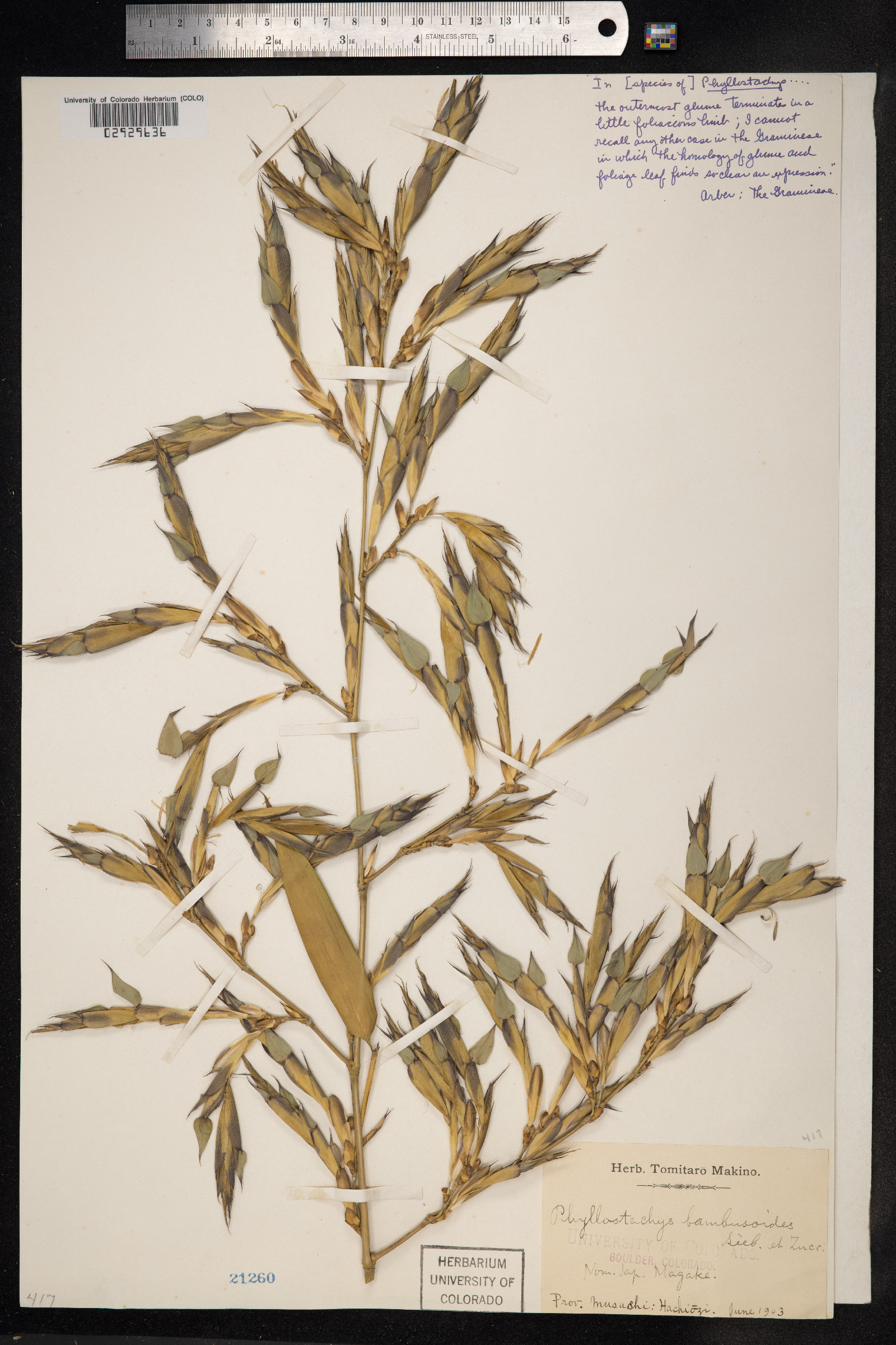 Phyllostachys reticulata image