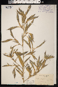Image of Phyllostachys reticulata