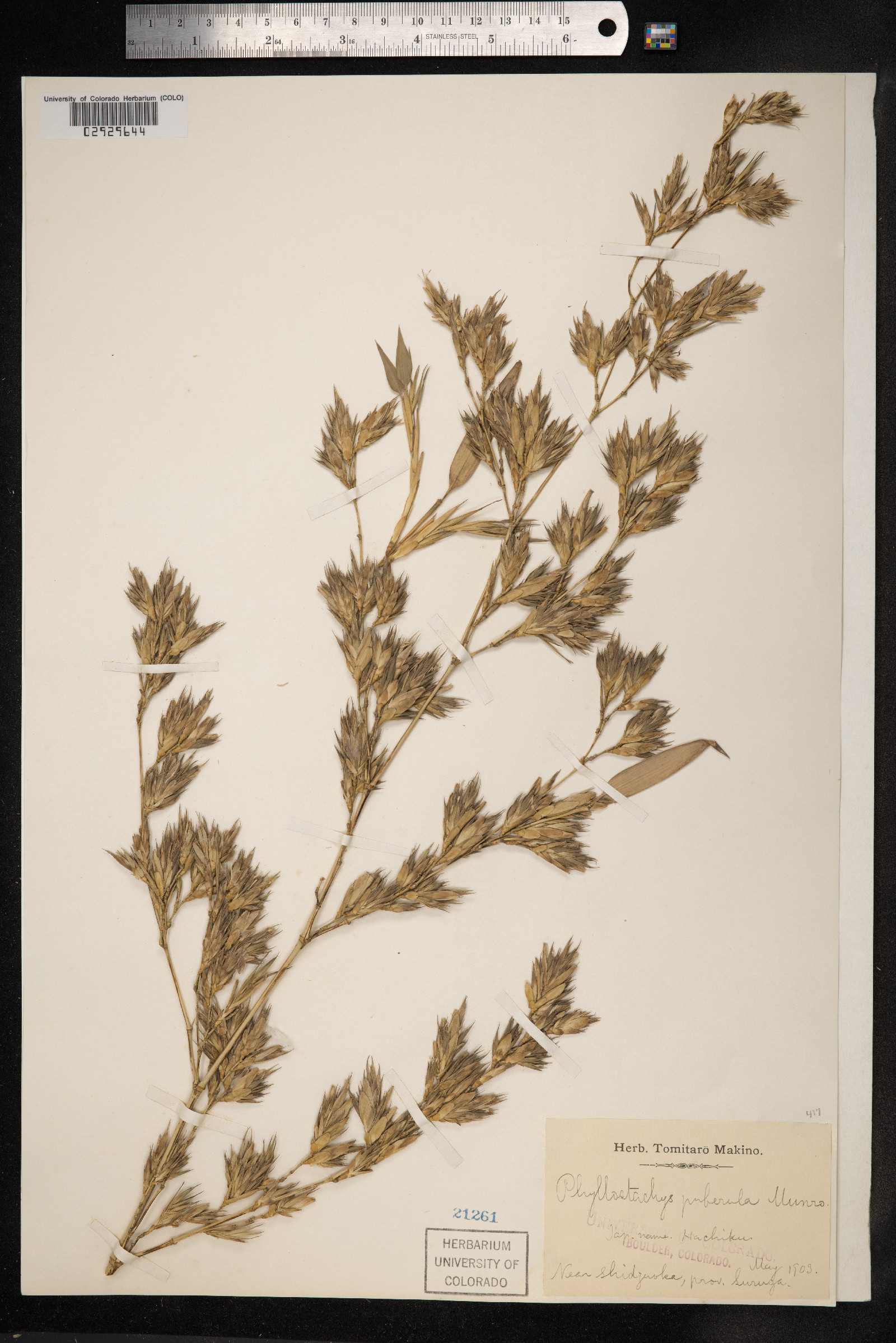 Phyllostachys nigra image