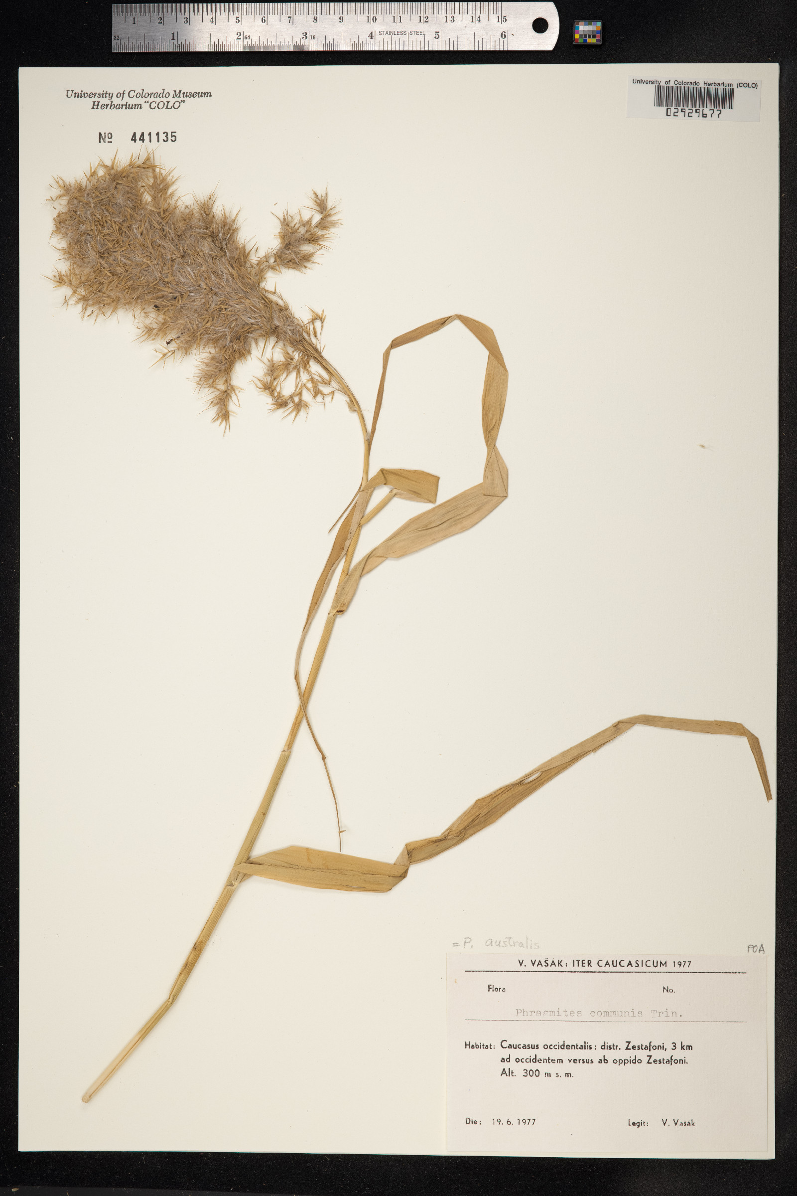 Phragmites australis image