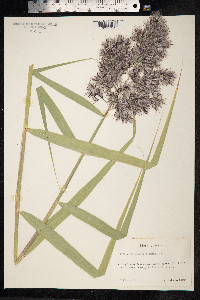Phragmites australis image