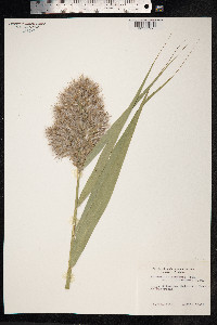 Phragmites australis image