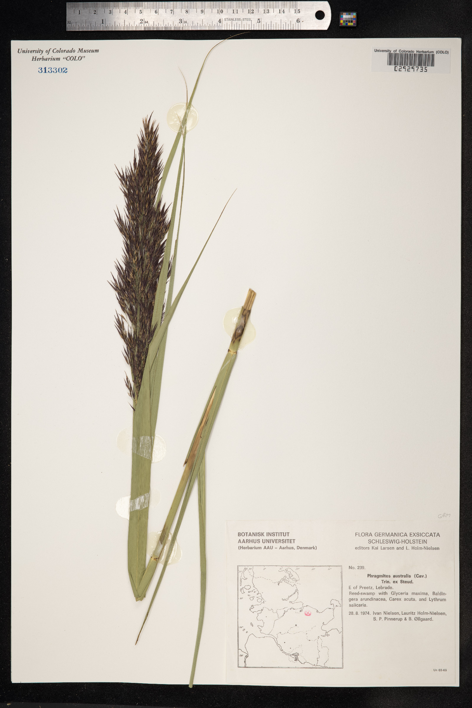 Phragmites image