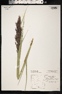 Phragmites australis image