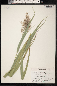 Phragmites australis image
