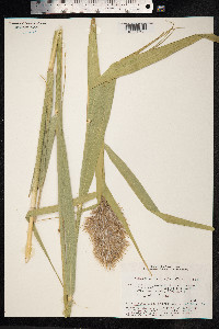 Phragmites australis image