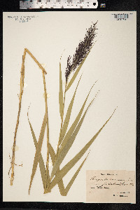 Phragmites australis image