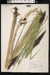 Phragmites australis image