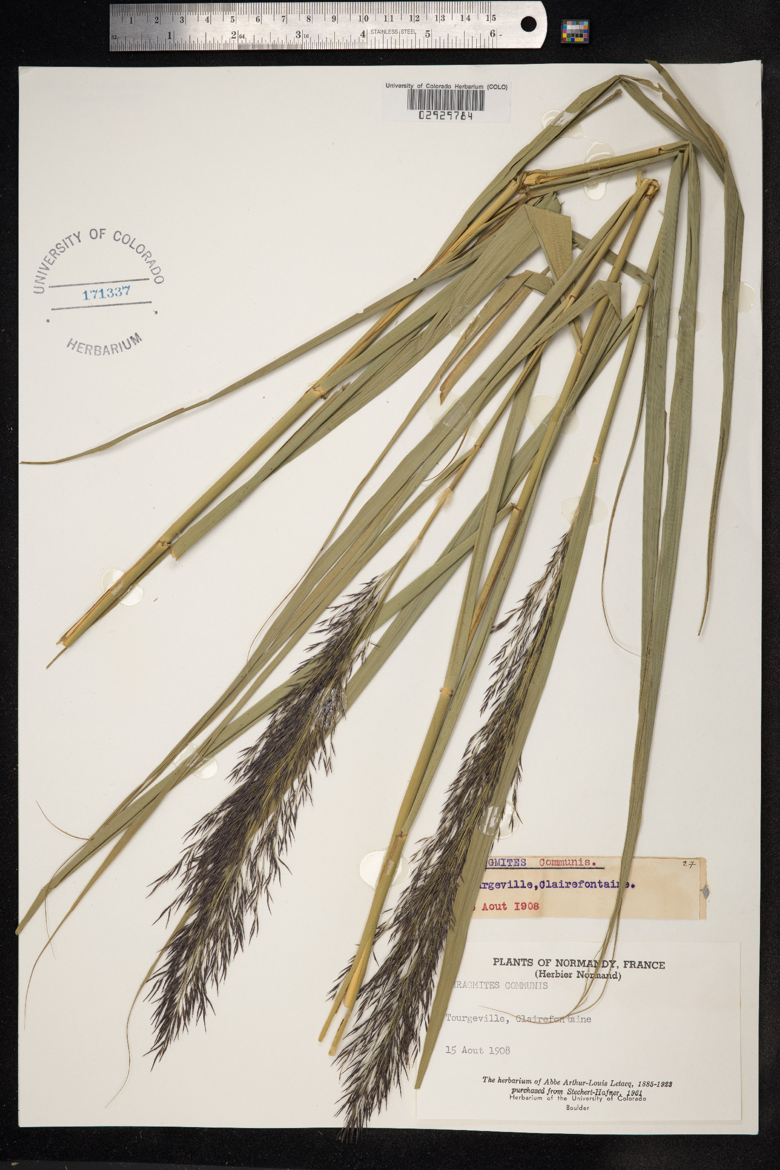 Phragmites australis image