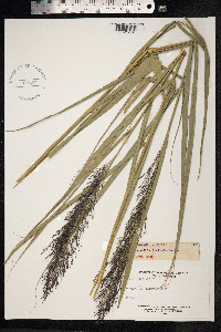 Phragmites australis image