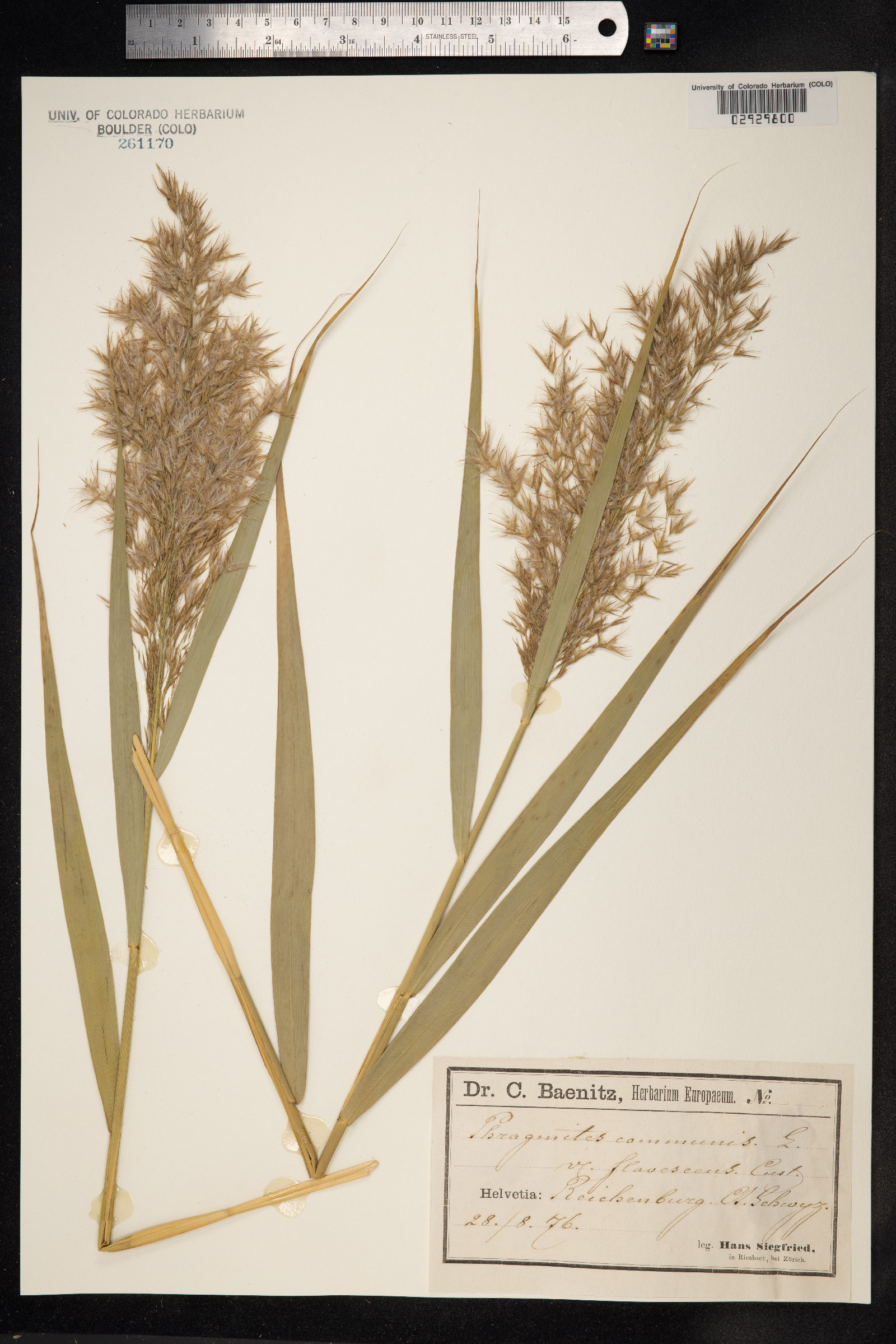 Phragmites image
