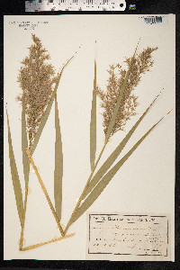 Phragmites australis image