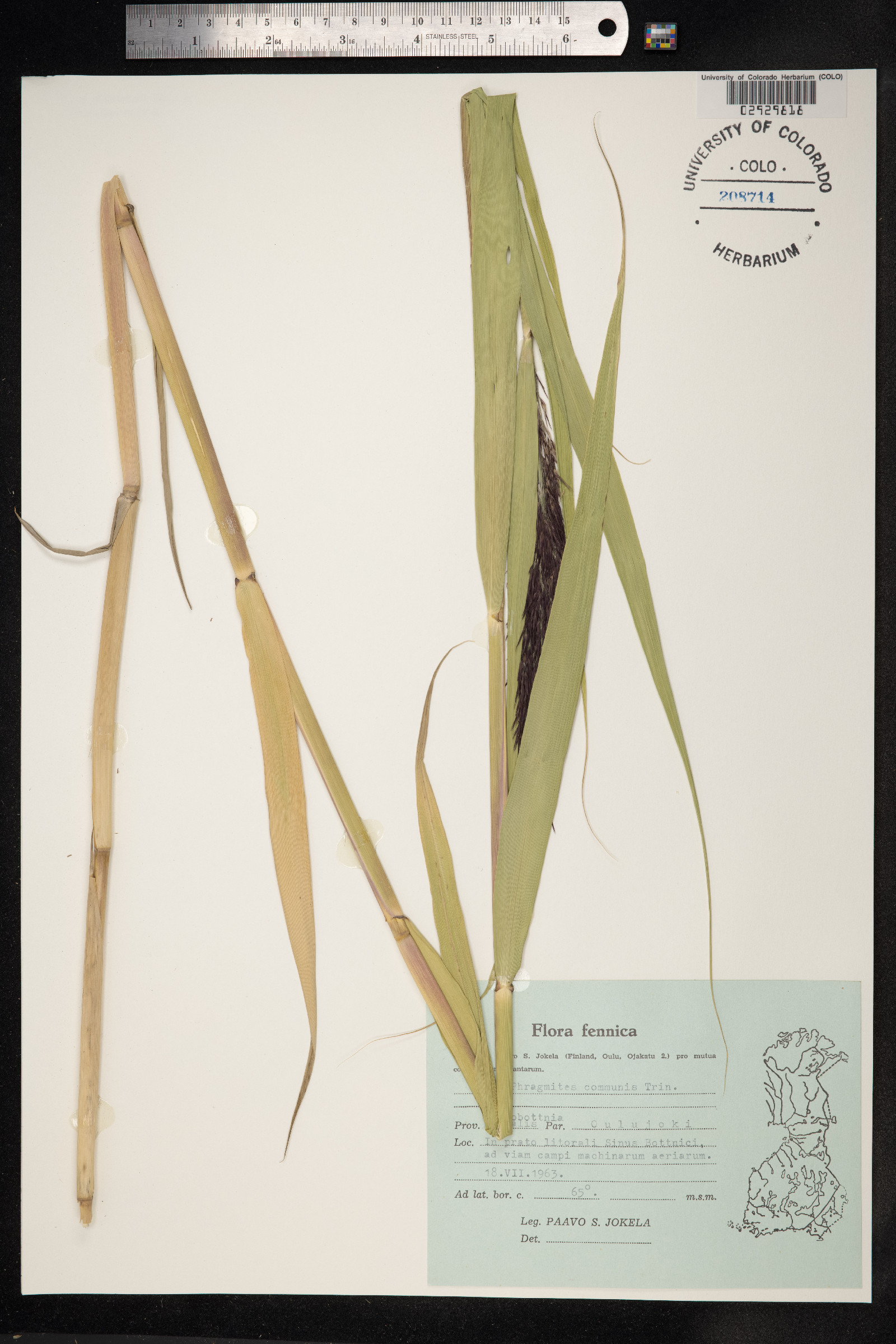 Phragmites australis image