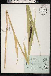 Phragmites australis image