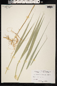 Phragmites australis image